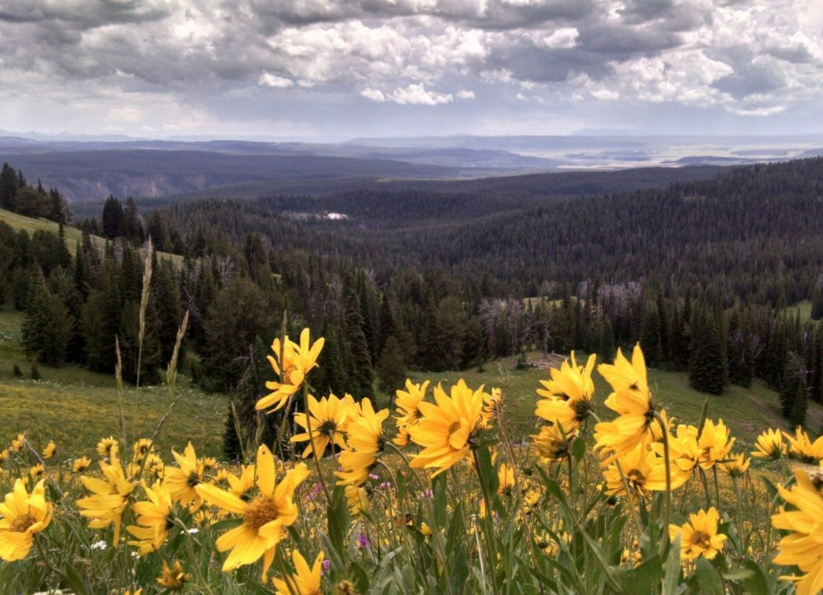 Picture of wild flowers on the Mount Washburn hike