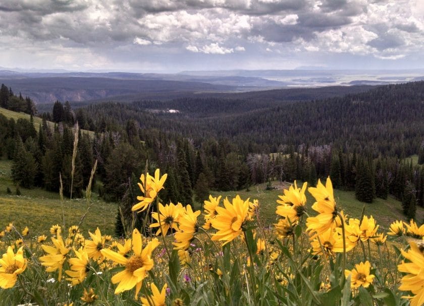 Picture of wild flowers on the Mount Washburn hike