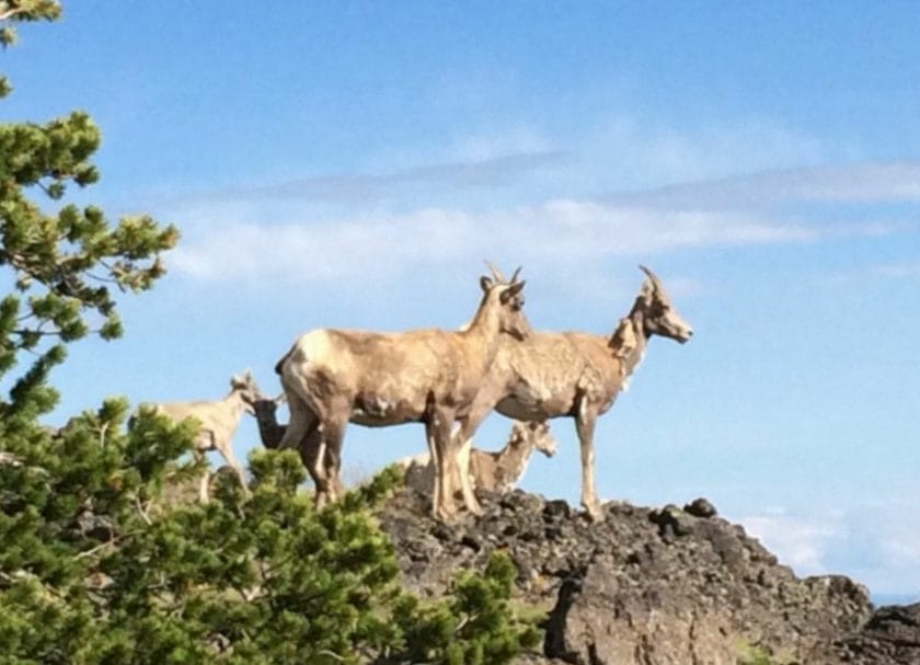 Seeing animals on the mount washburn hike.