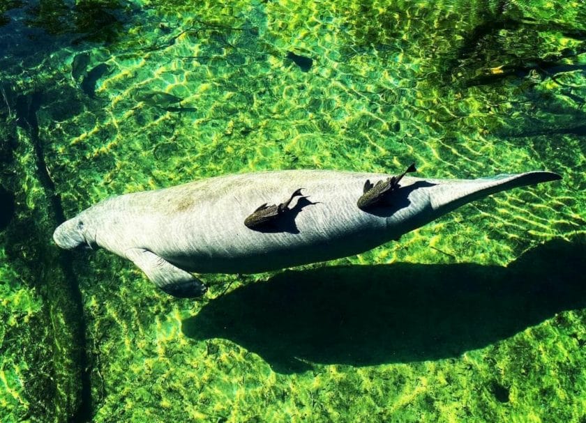 Manatees and fish in a Florida Spring
