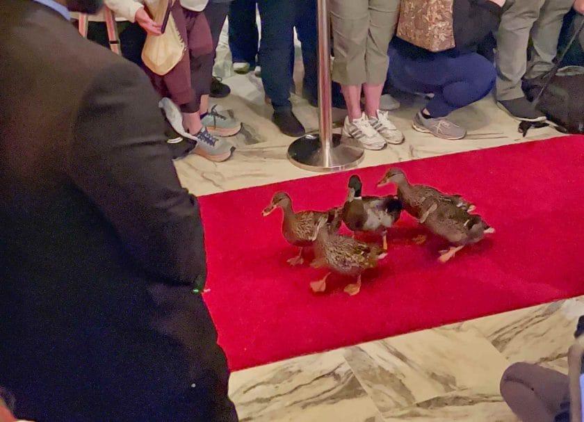 The pea body ducks walking on the red carpet.