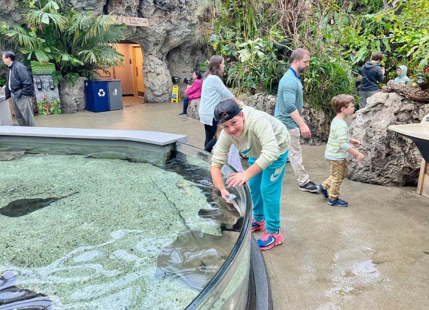 Cannon touching the sting ray at the Tennessee Aquarium.