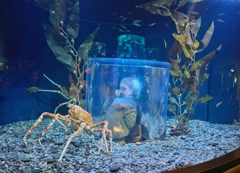 Knox looking at the big crab at the aquarium. 