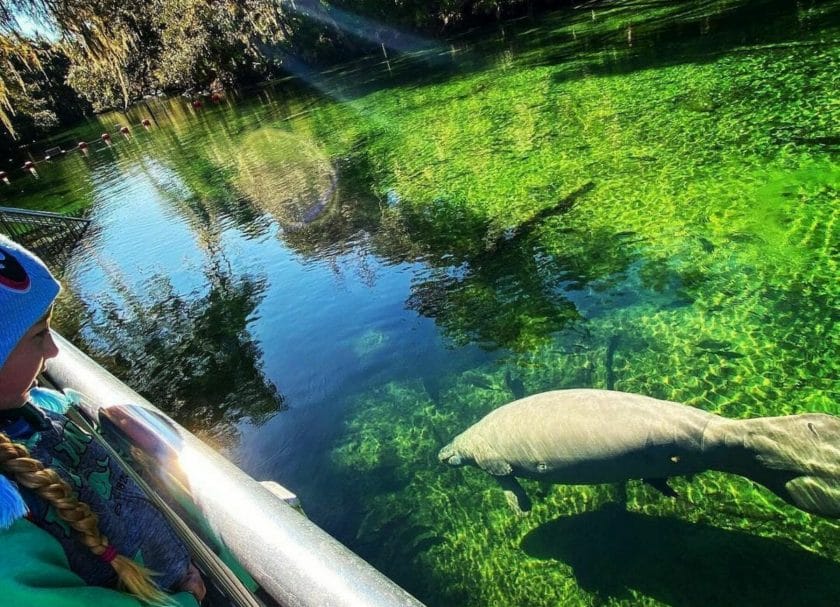 Girl viewing Florida manatee, where to see manatees in florida