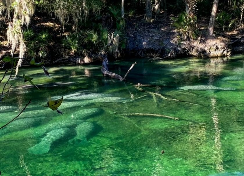 Large group of Florida Manatees