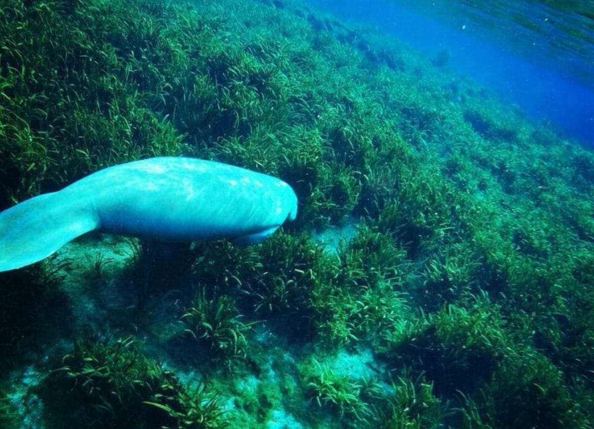 Manatee swimming in a Florida Spring, 