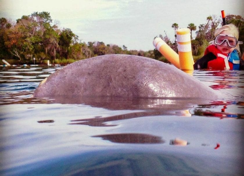 Snorkeling with manatee