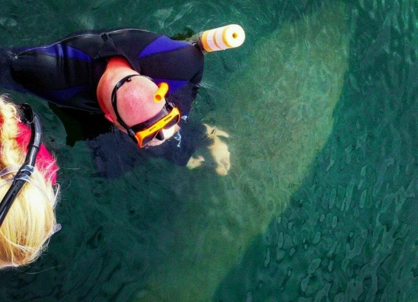 Swimming with manatees in florida