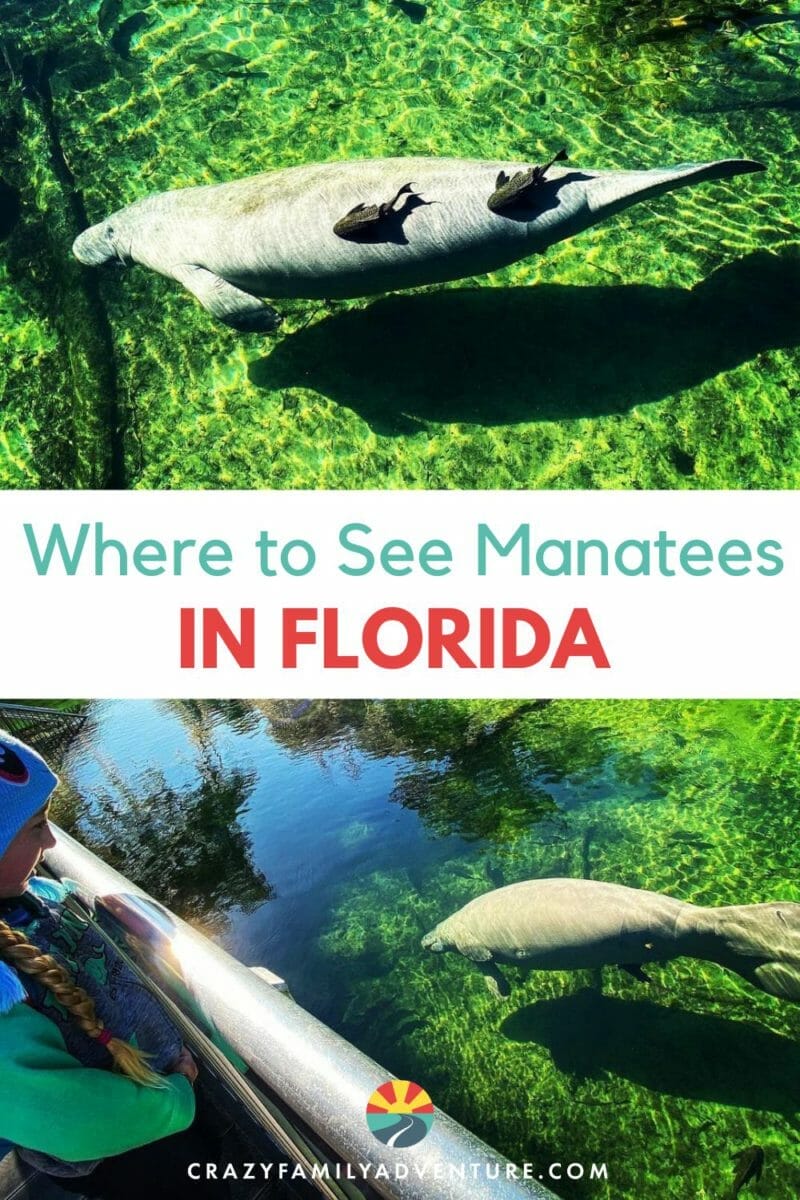 Are you wondering where to see manatees in Florida? Find out the best places to view the manatees but also where you can swim with them!