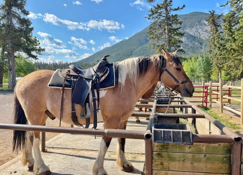 Horse at Banff Trail Riders