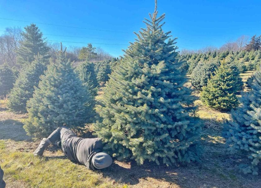 Craig cutting down our Christmas Tree at Sugar Creek Tree Farm