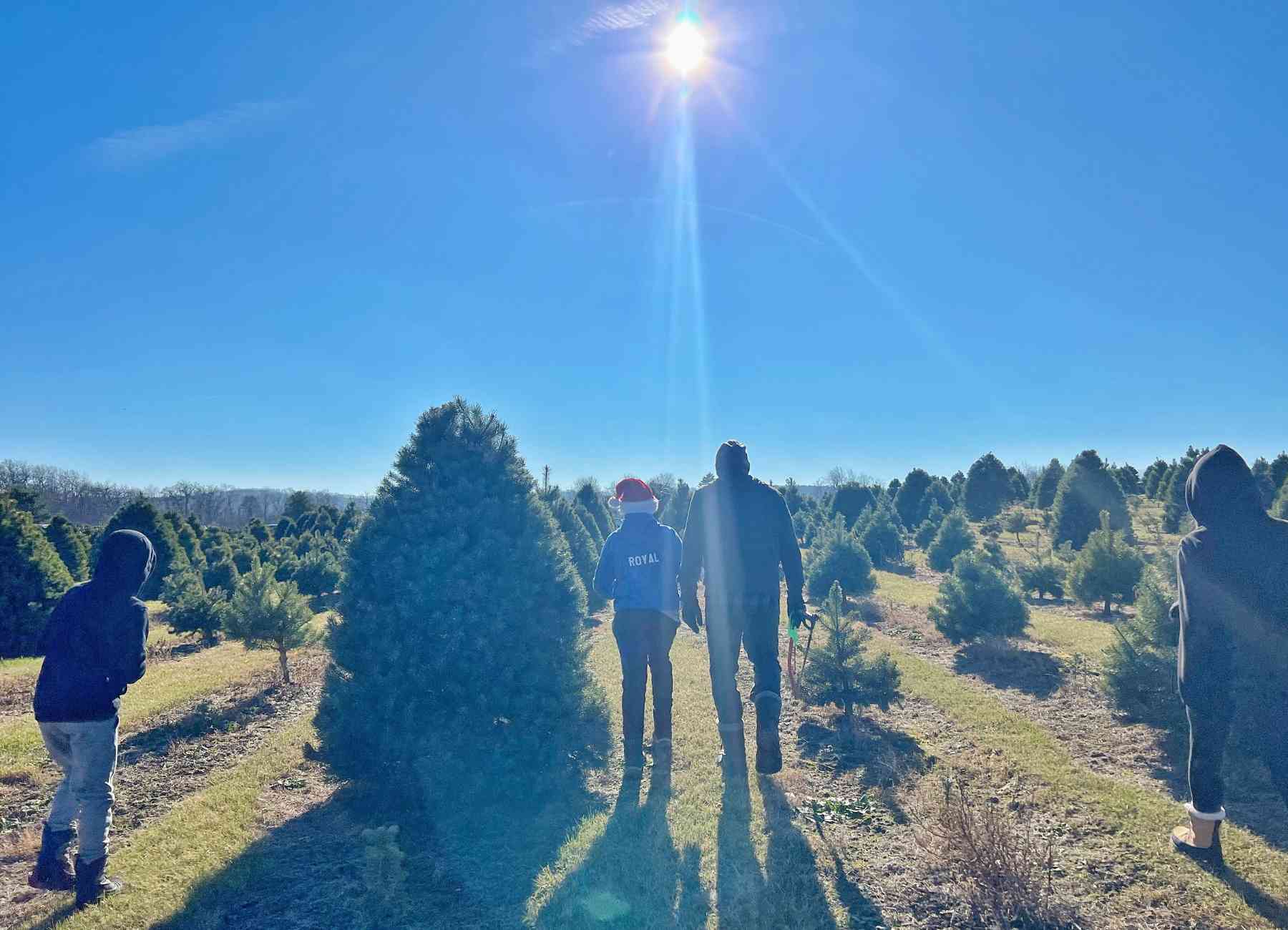 15 Christmas Tree Farms In Wisconsin Where You Can Cut Your Own Tree ...