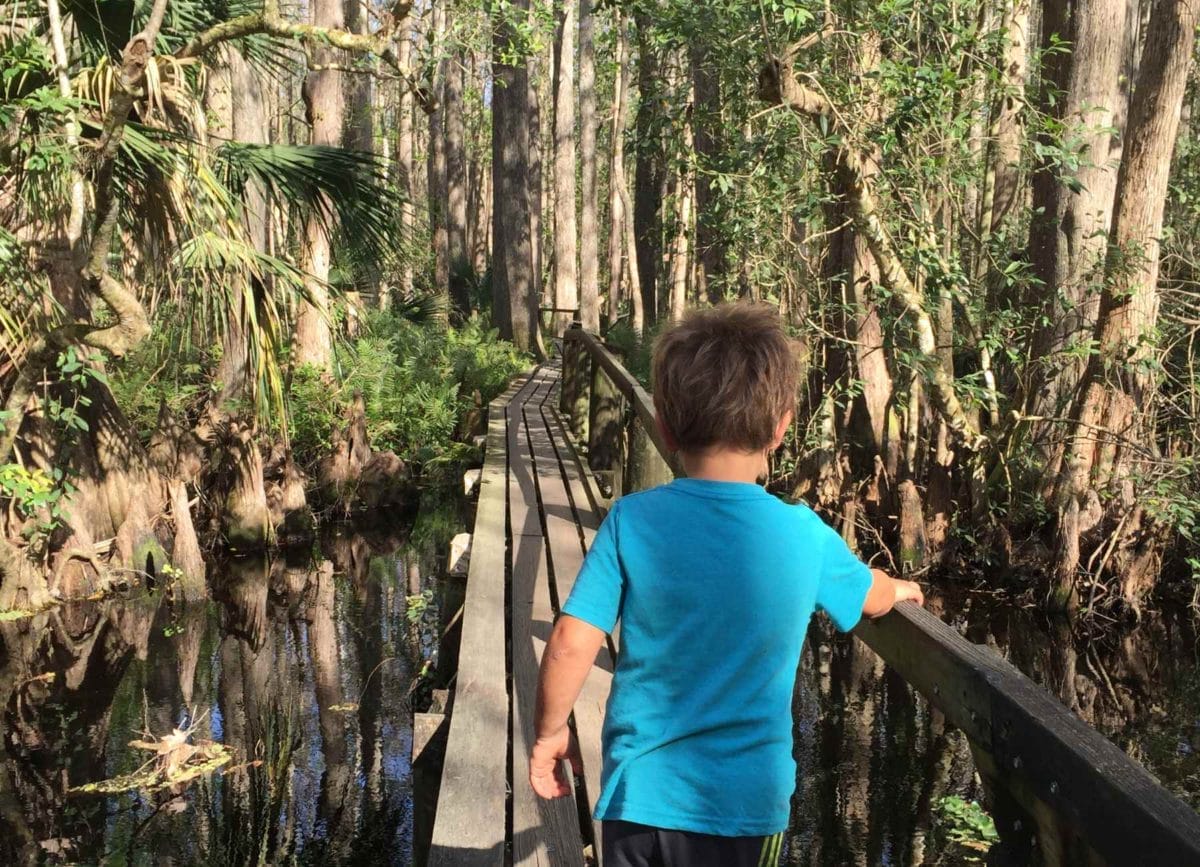 Walking through the swamp in Highland Hammock State park