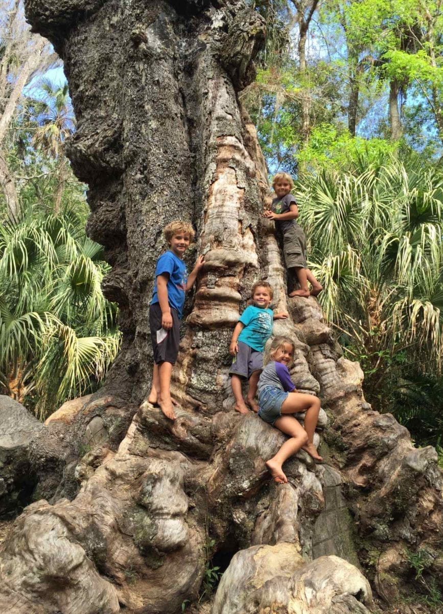 Highland Hammock Tree