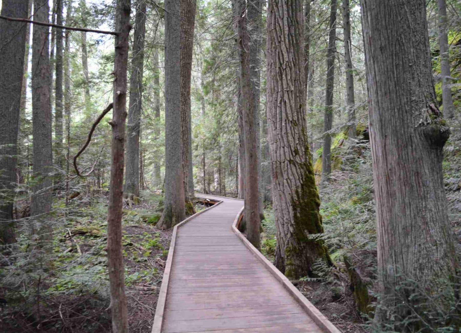 Trail Of The Cedars Hike In Glacier National Park