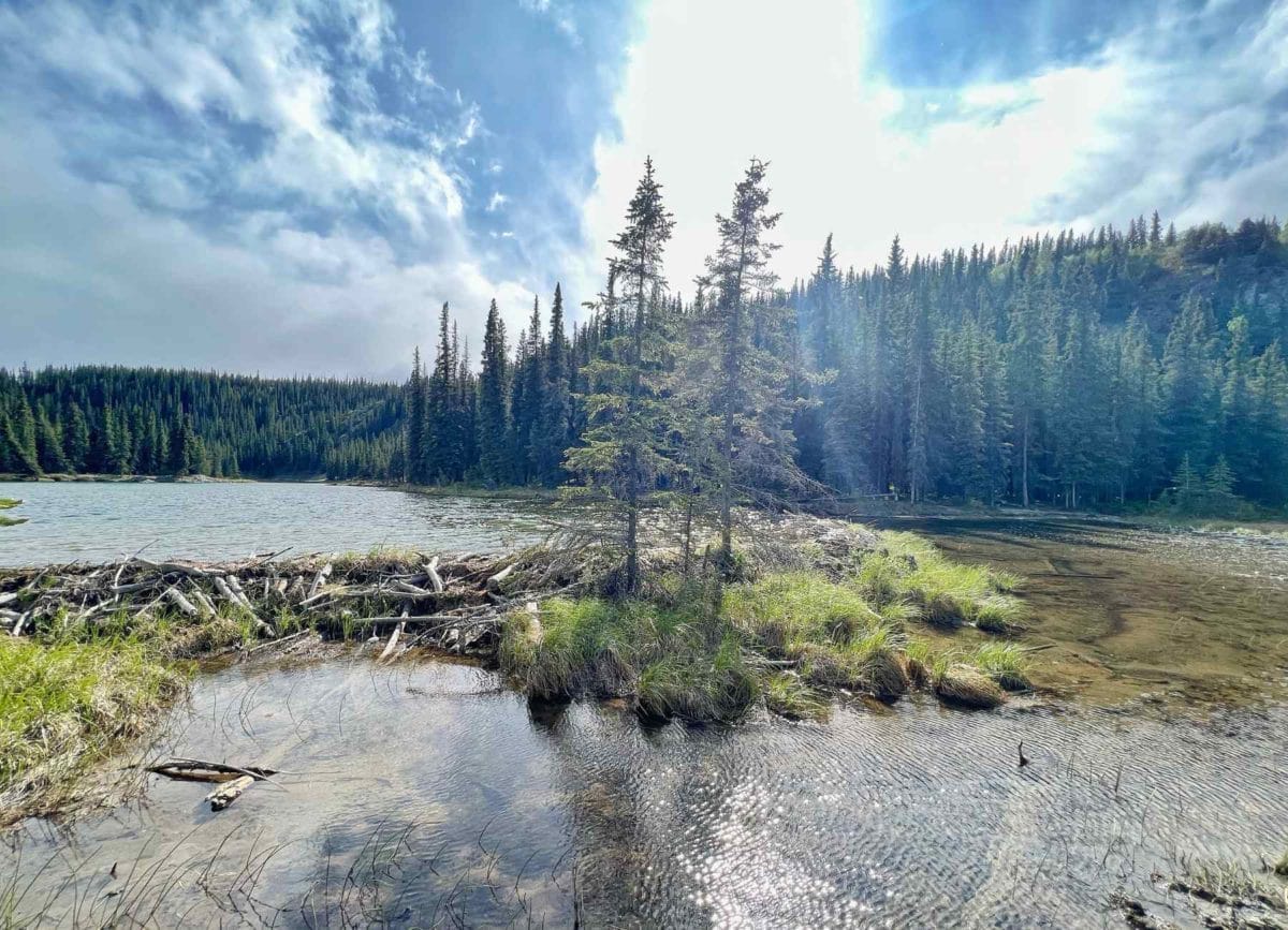 Horseshoe Lake beaver dam