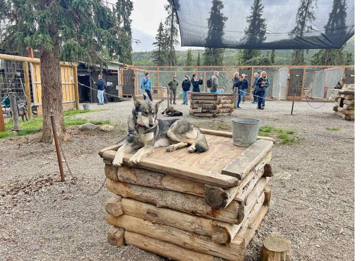 Sled dog demonstration