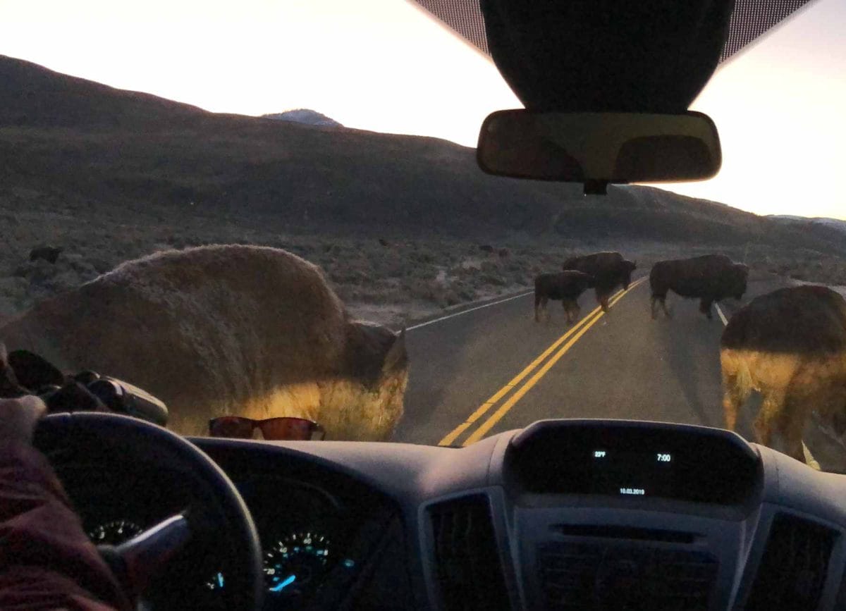 Bison walking in front of the car.